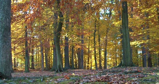 Fall in Oley Township